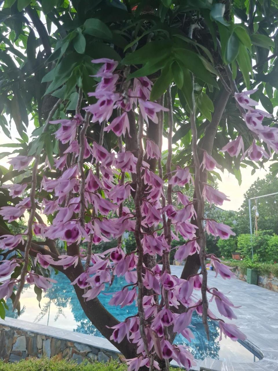 Byve Garden Βίλα Ανόι Εξωτερικό φωτογραφία